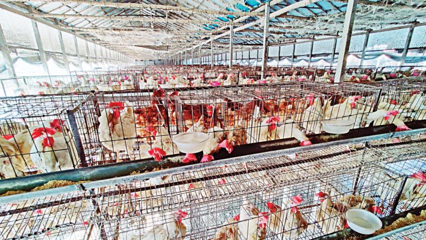 poultry.jpg