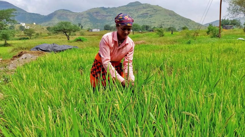 top-rice-exporter.jpg