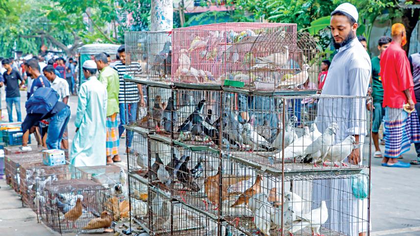 pigeon-market10.jpg