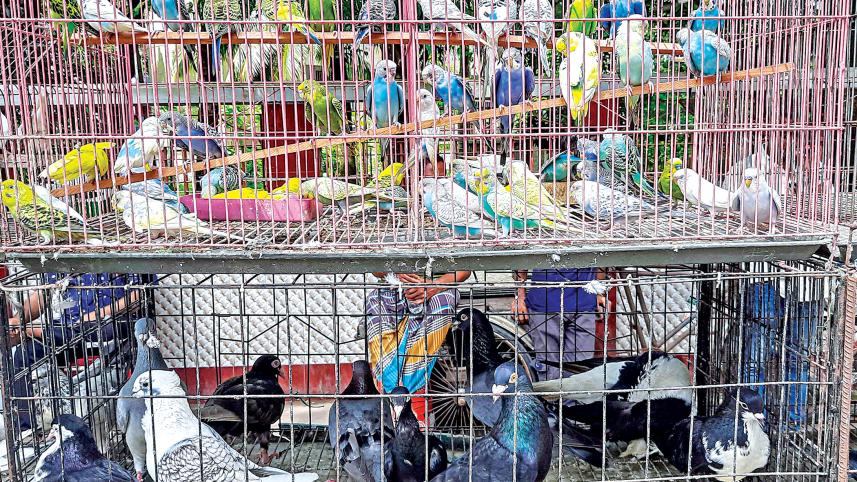pigeon-market2.jpg