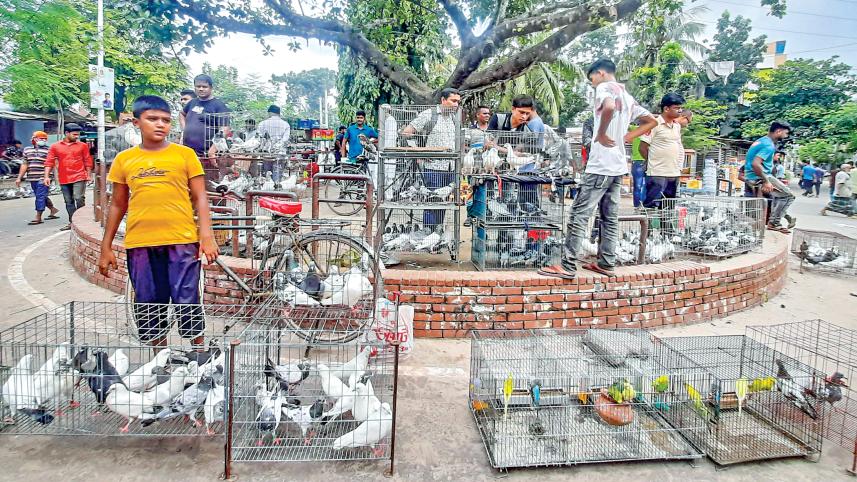 pigeon-market8.jpg