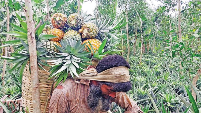 pineapple9.jpg