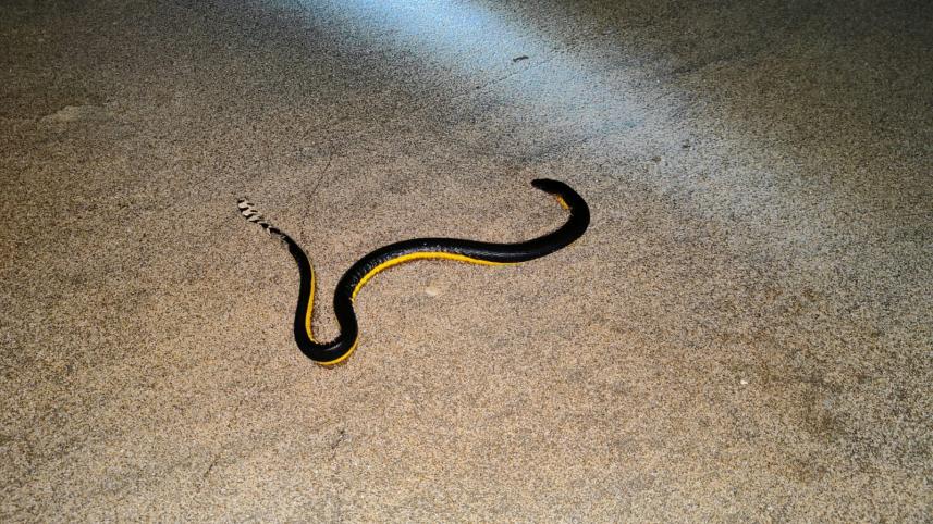 snake.jpg