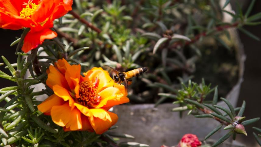 Consequences of climate change on gardening