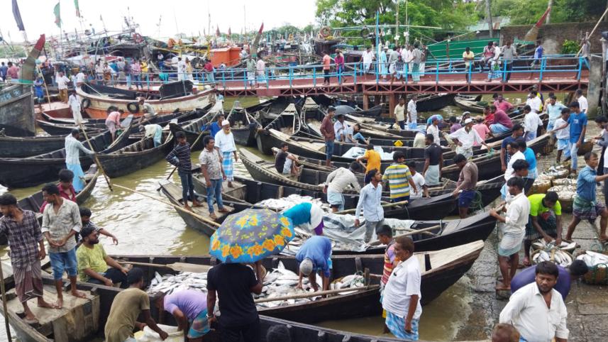 Hilsa Restores Fishers' Smiles