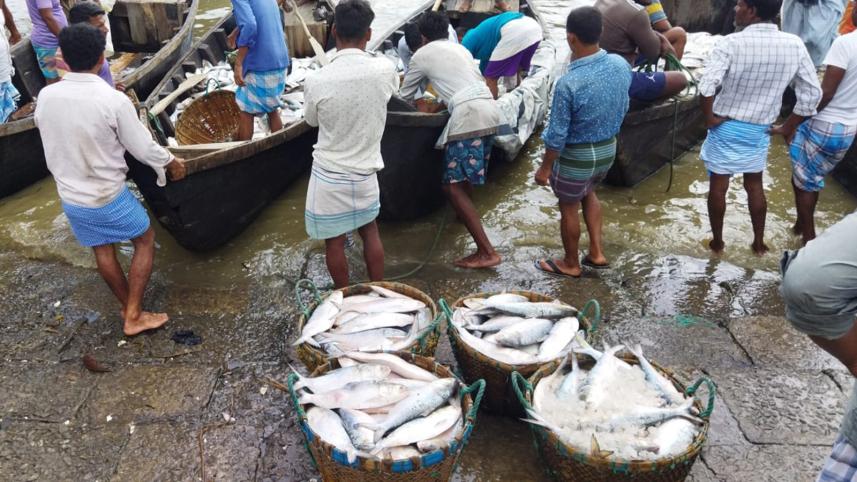Ilish Abundance Brings Joy to Cox's Bazar Fishermen