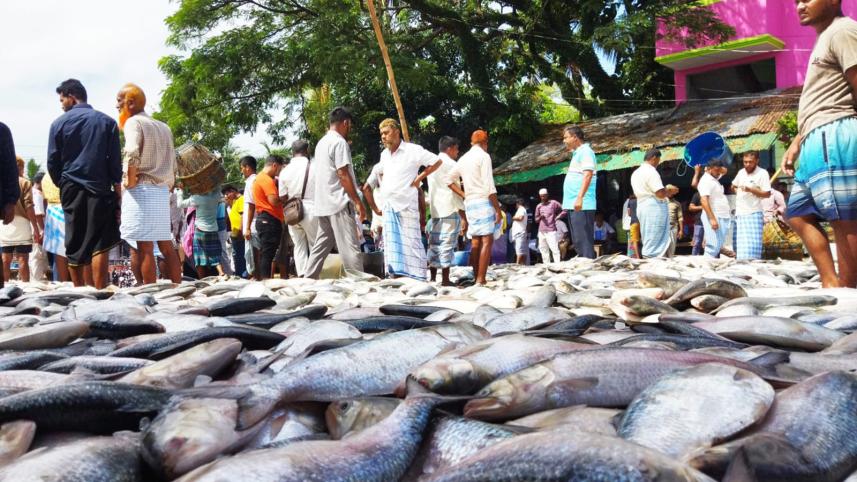 Huge hilsa catch brings smiles to fishermen