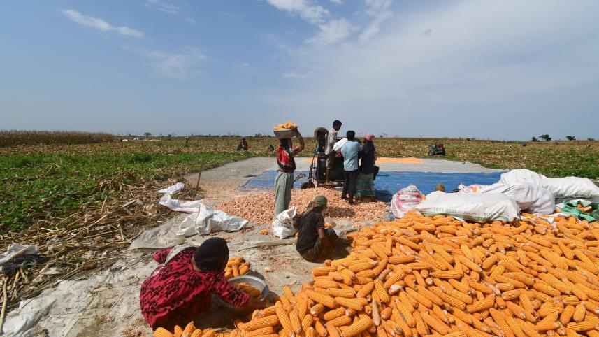 maize_photo-.jpg