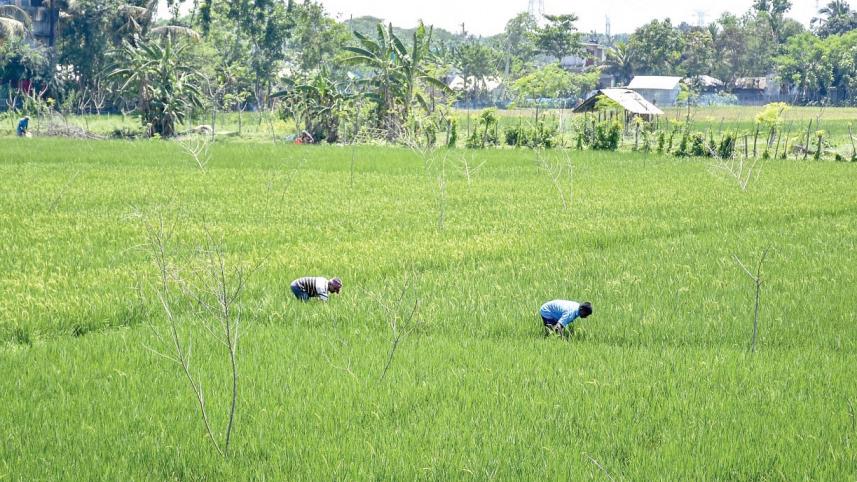 synchronised_cultivation.jpg