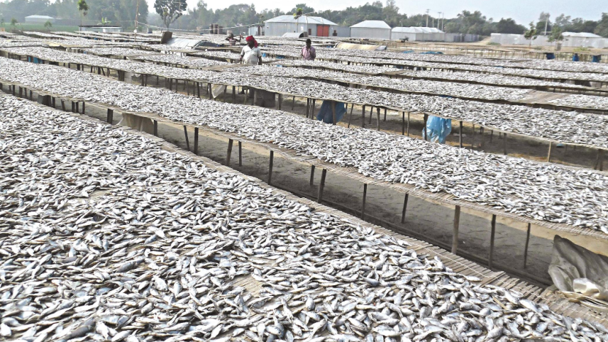 dried_fish.png