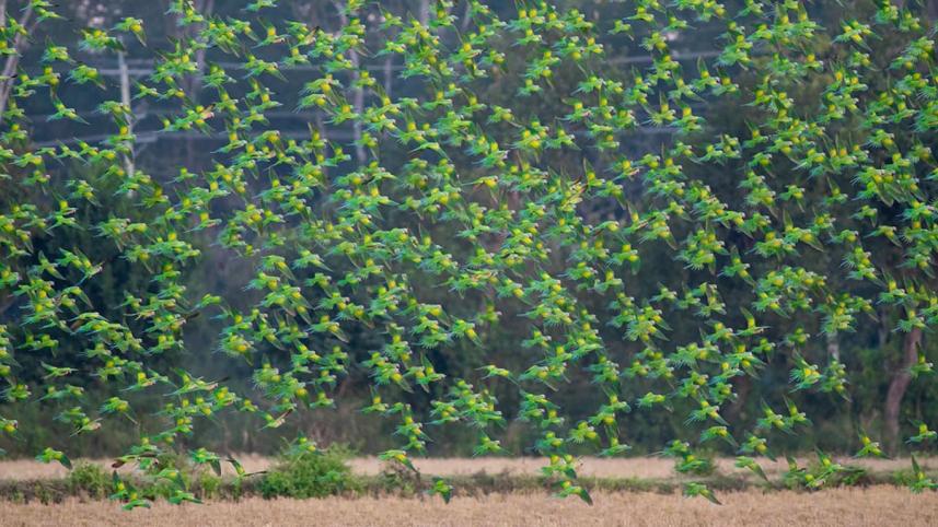 parrot