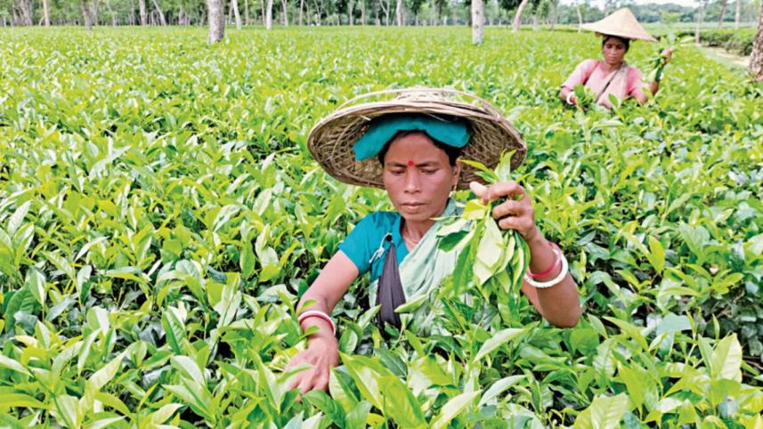 tea-workers-leprosy-2.jpg