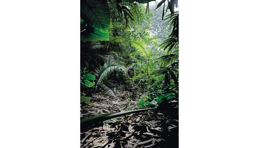 botanical5.jpg