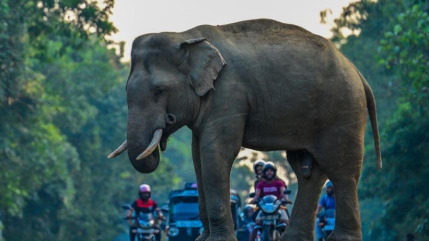 elephant.jpg