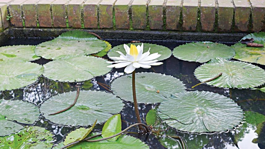 baldah-garden4.jpg
