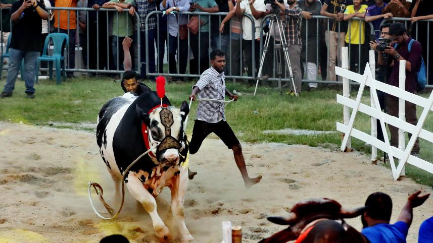 Livestock services week, fair begin