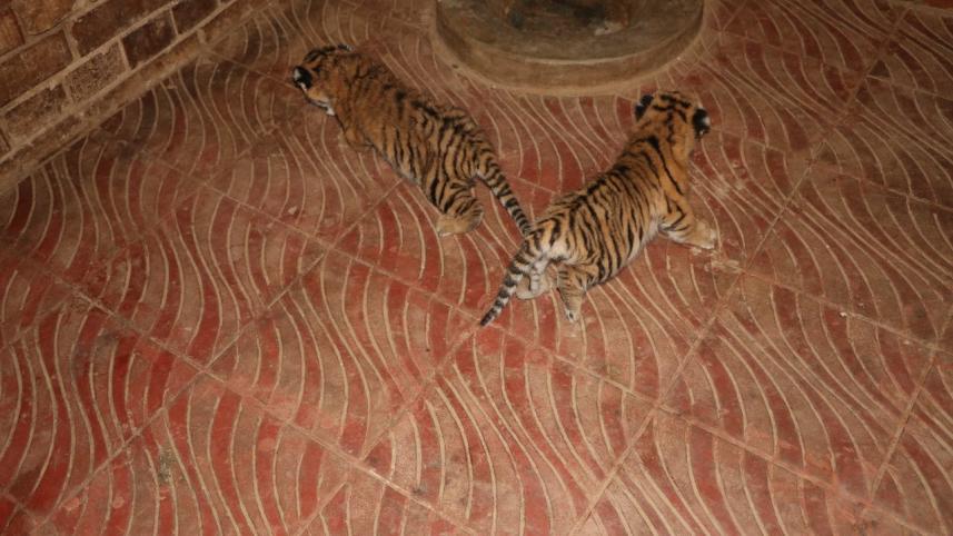tiger-cub