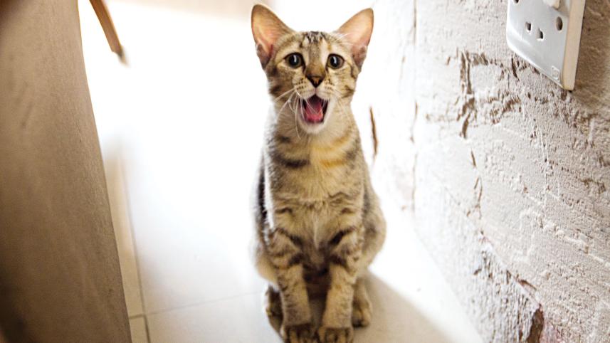 cat.jpg