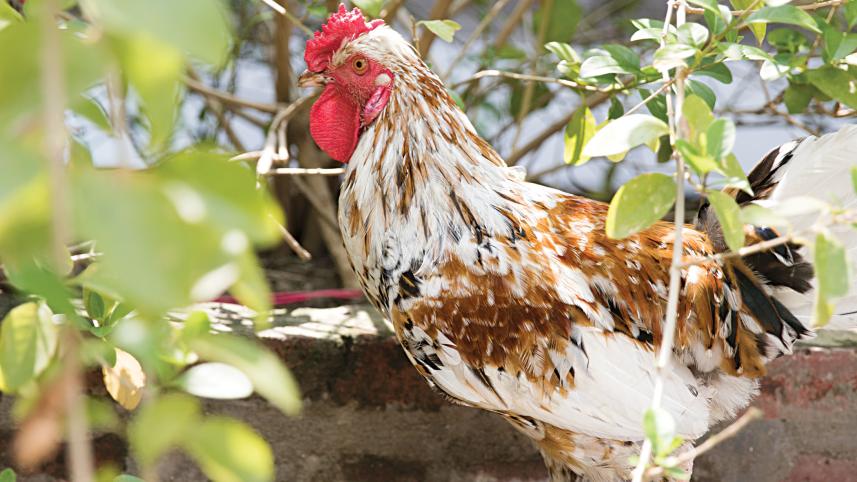 cock.jpg