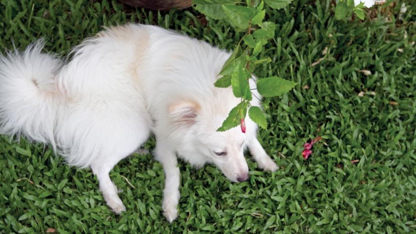 dog.jpg