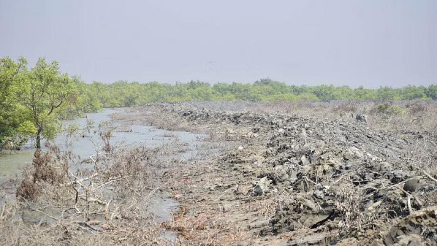 mangrove_forest_daily_star.jpg
