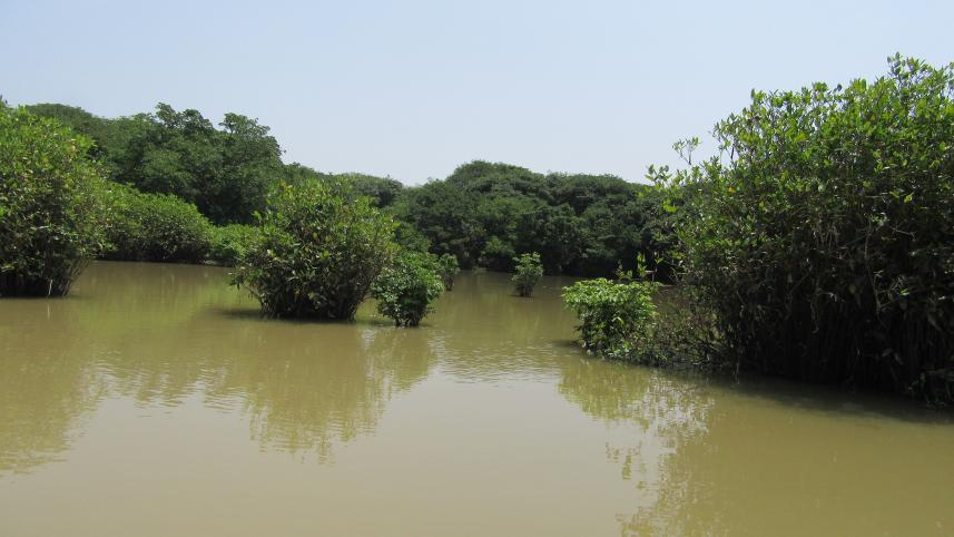 swamp.jpg
