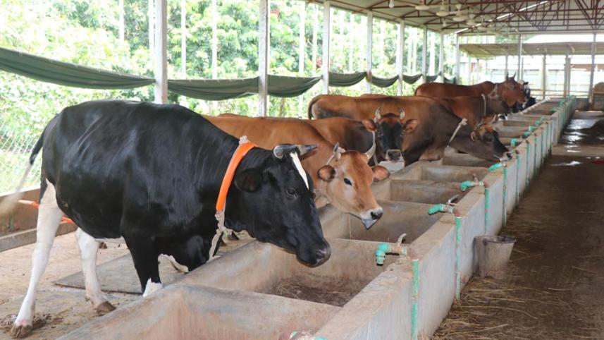 Sacrificial animal traders eye big sales ahead of Eid