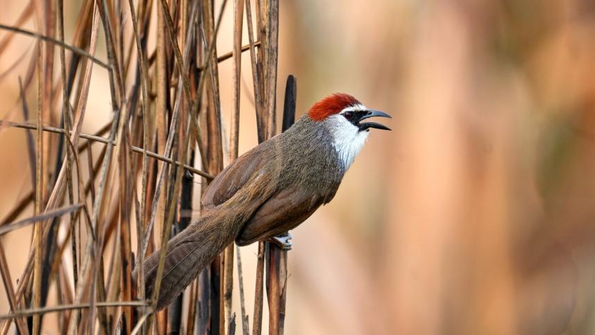 bird_1.jpg