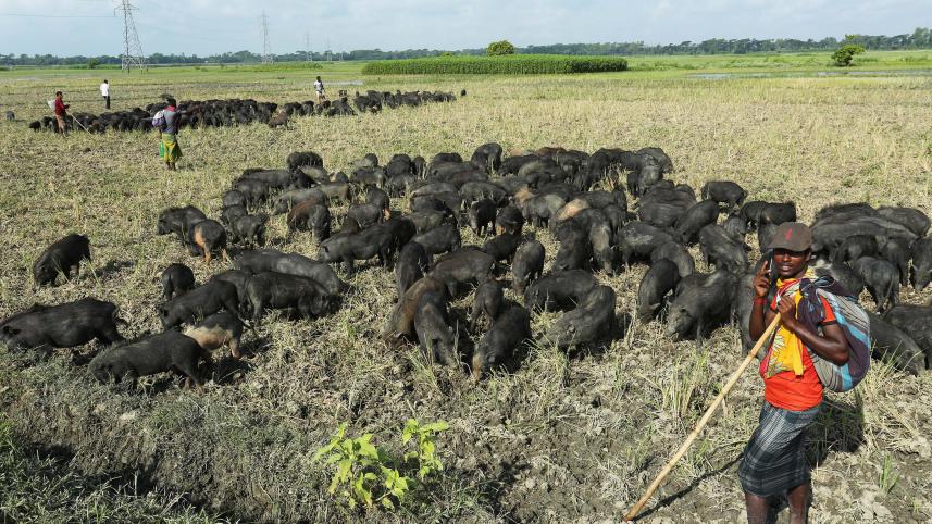 Rakhals with their herd of pigs, Gopalganj, 2016. Photo. Philip Gain