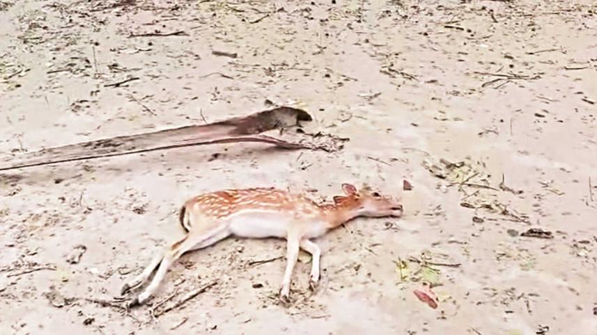remal-animal-dead.jpg
