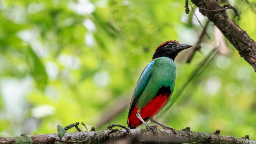 nature_quest-bird.jpg