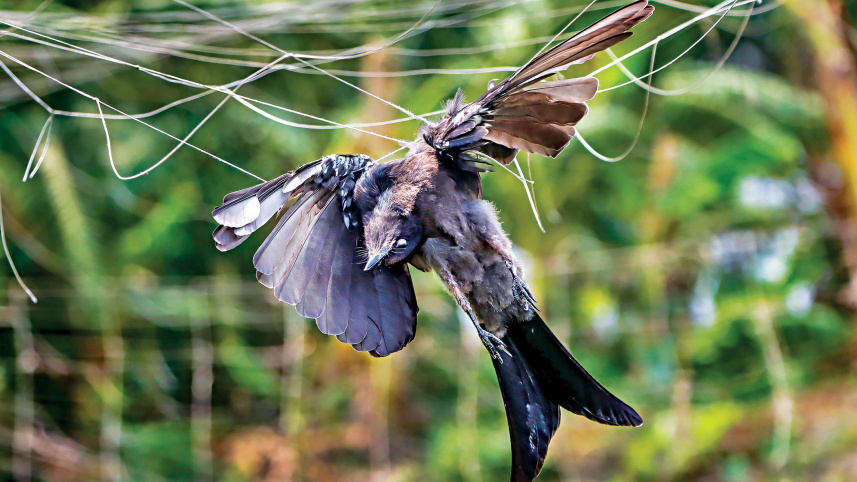 dead_bird.jpg