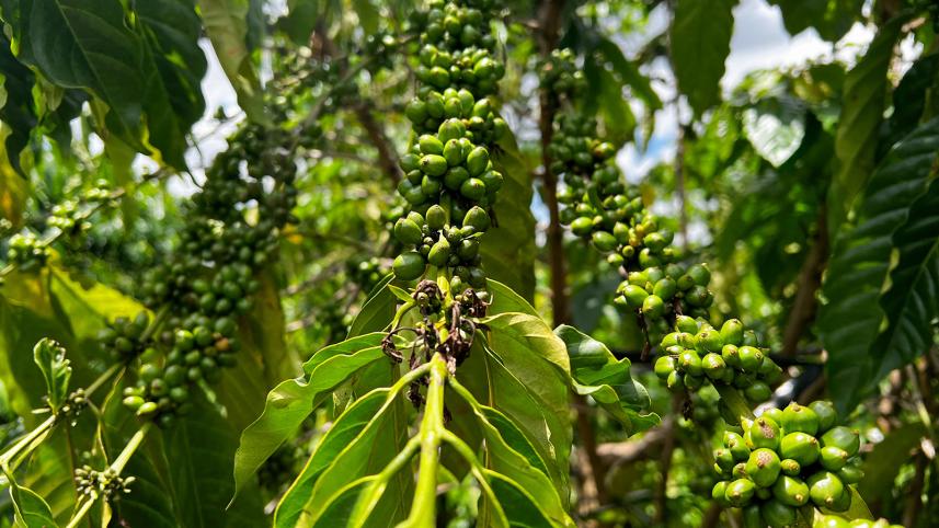 vietnam_coffee_2.jpg