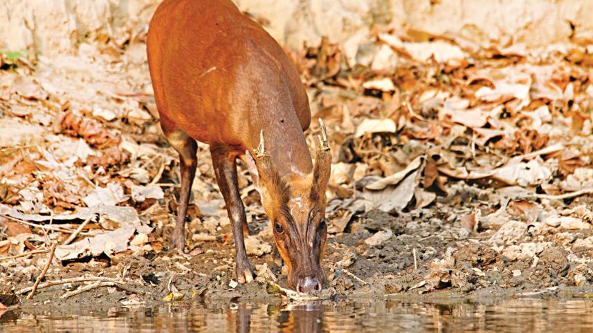 deer.jpg