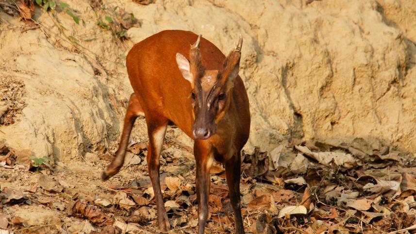 nature_quest-timu_hossain_04_2.jpeg
