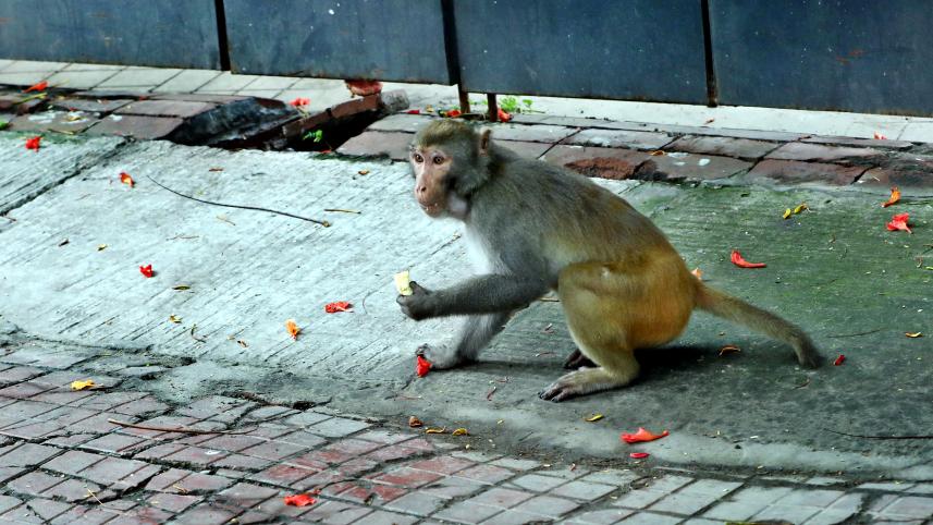 monkeys_1.jpg