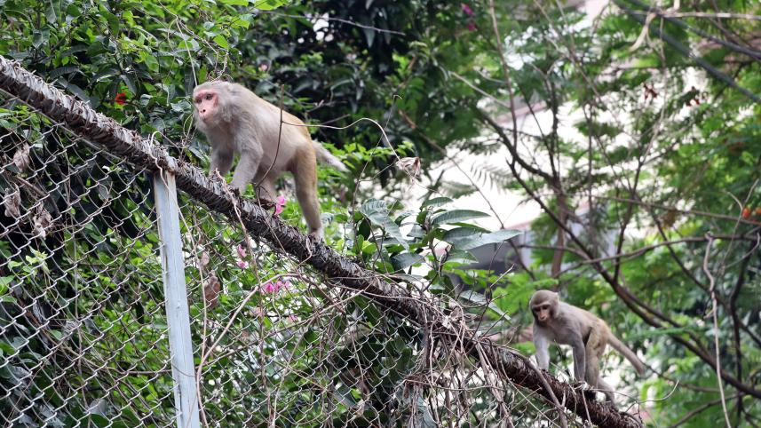 monkeys_2.jpg