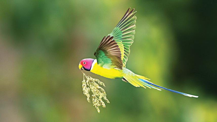 parrot.jpg