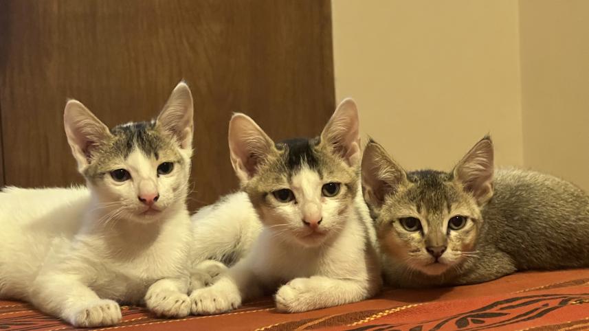 Three cats sitting side by side.  