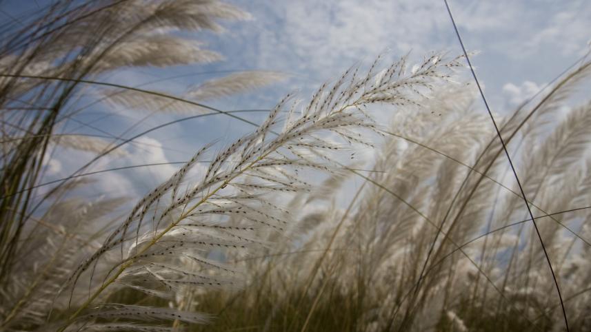 Kashful fields and starry nights: The magic of autumn in Bengal  