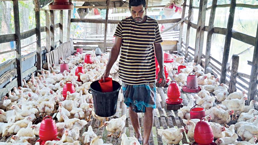chicken-1.jpg