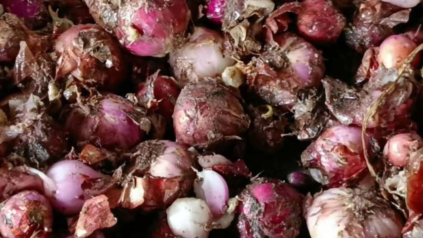onions-rotting