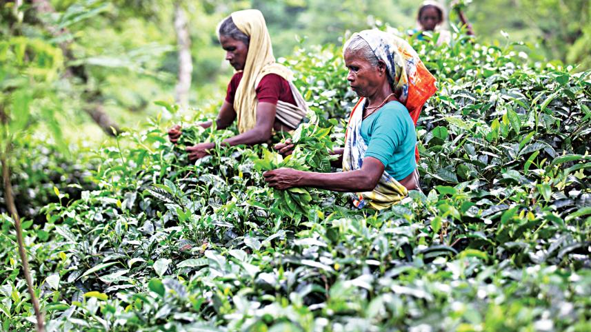 tea-worker.jpg