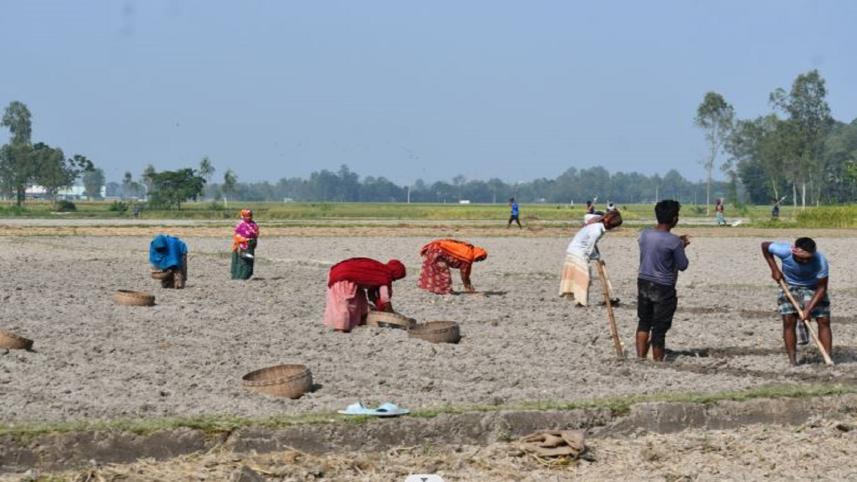 Potato planting