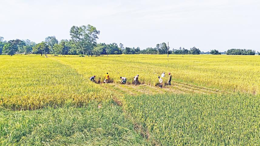 aman-harvest.jpg