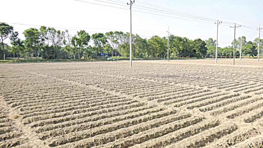 potato-cultivation-2.jpg