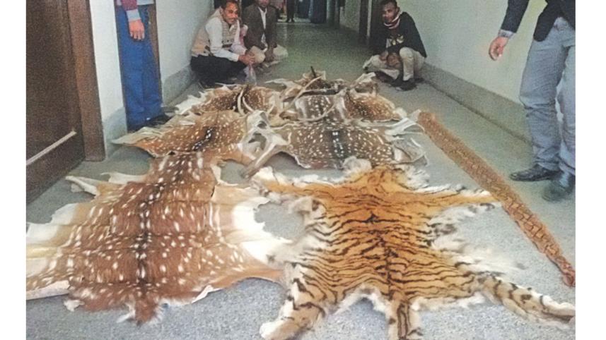 wild.jpg