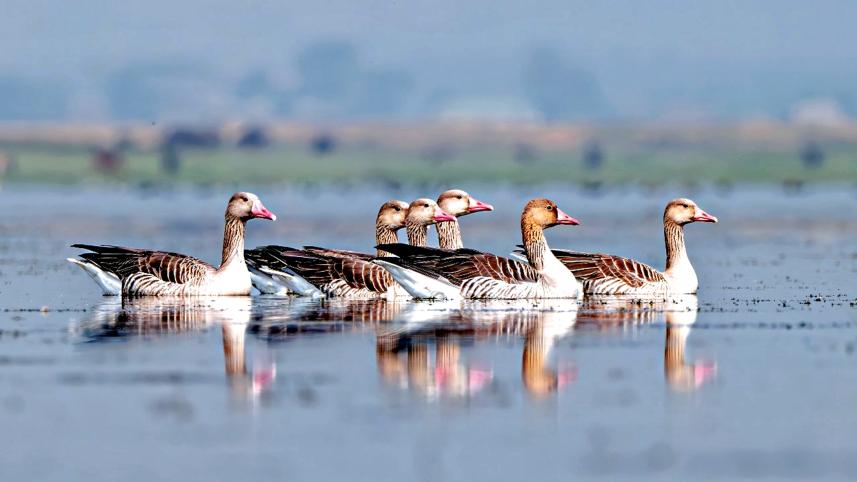 tanguar-haor.jpg