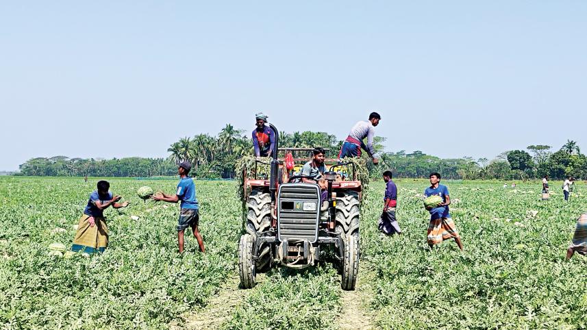 watermelon-cultivation.jpg