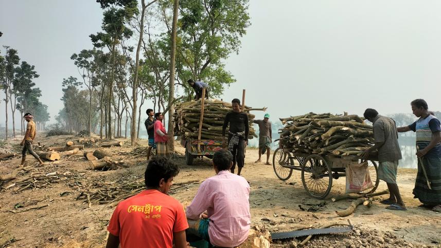 Tree felling
